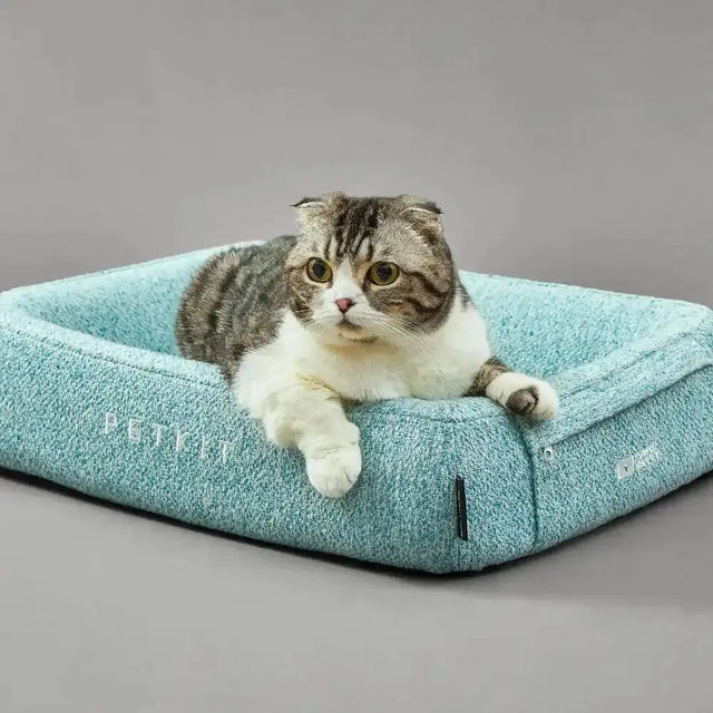 Kat ligt comfortabel in een blauw PETKIT kattenbed met zachte randen en modern design.