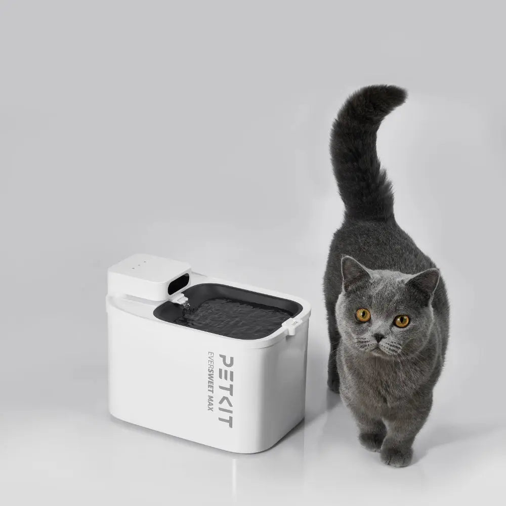 black cat next to a petkit eversweet max drinkfontein