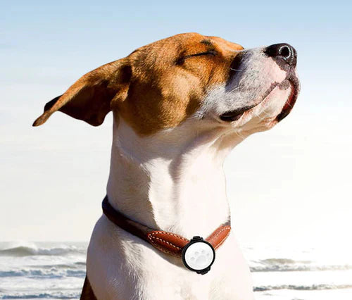 foto van een hond met zijn gezicht in de wind