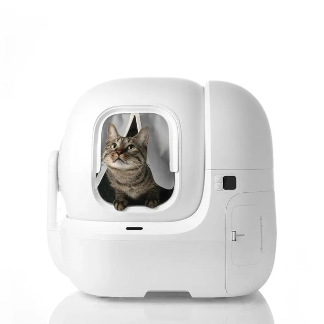 kat kijkt uit een automatische kattenbak, piept zijn hoofd door het stofgordijn