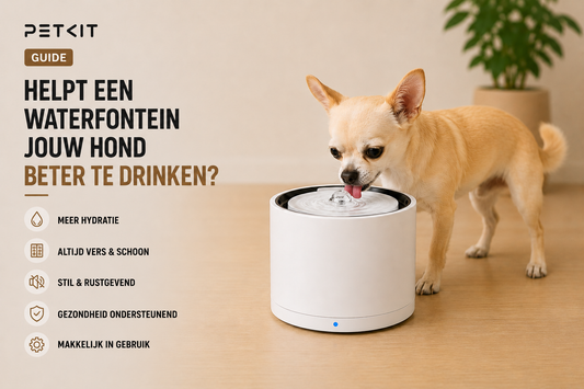 Helpt een waterfontein jouw hond beter te drinken? Ontdek het!