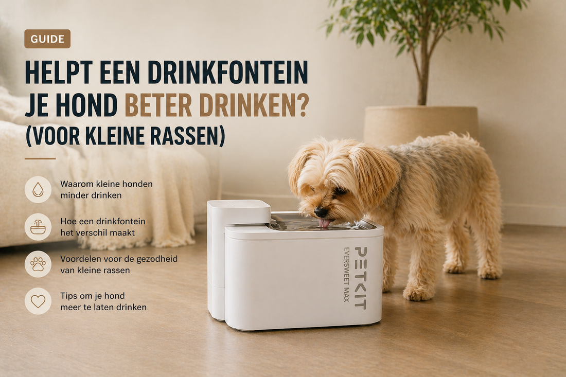 Helpt een drinkfontein je hond beter drinken? (+ tips voor kleine rassen)