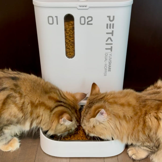 twee katten eten uit een automatische voerbak genaamd yumshare dual van petkit