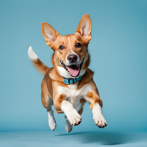 rennende hond