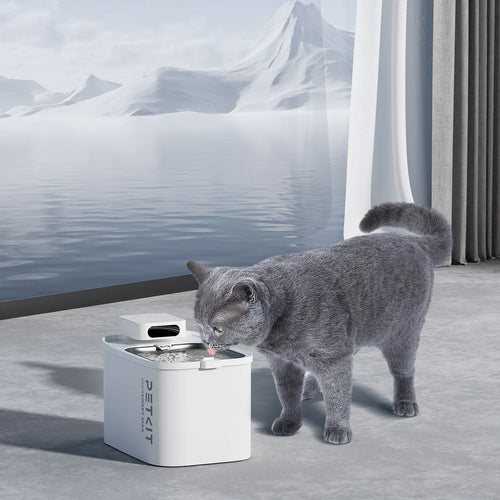 een grijze poes drinkt uit een petkit eversweet max