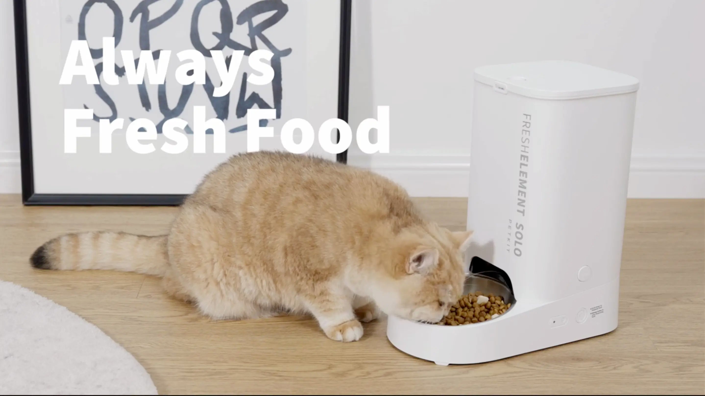 Video laden: demonstratie product petkit automatische voerbak fresh solo