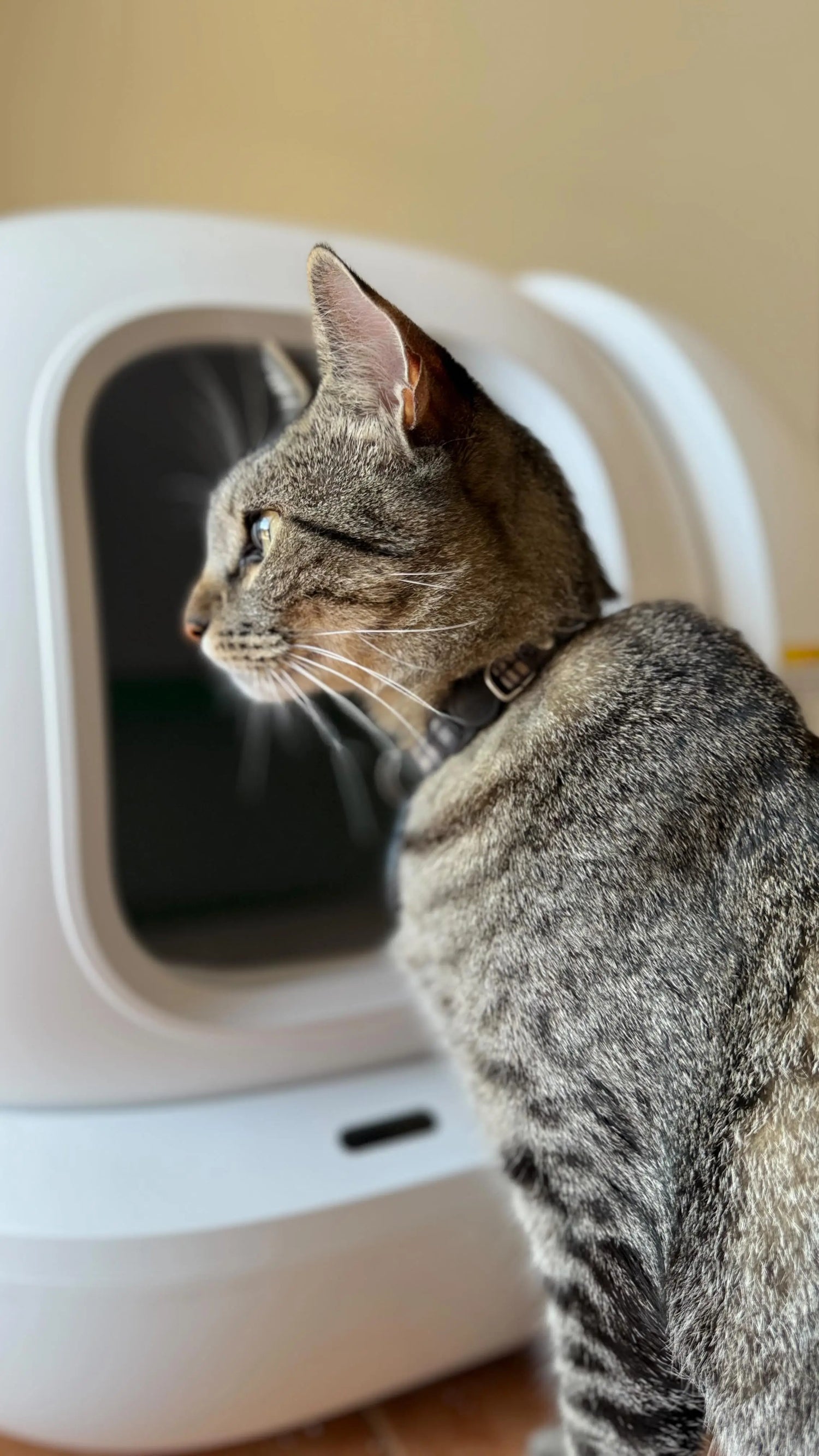 cat_infront_of_puramax2