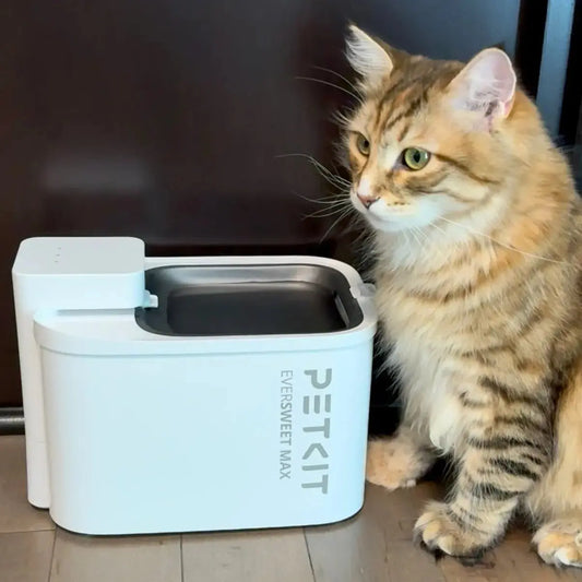 red cat next to a petkit eversweet max drinkfontein